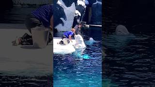 Beluga Whales are too cool!!! #whale #dolphin #animals #fun #shorts #viral #trending #travel