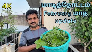 மாடித்தோட்டம் பிப்ரவரி மாத update l Terrace Garden in summer season l Planter Box l Gardener Vinu