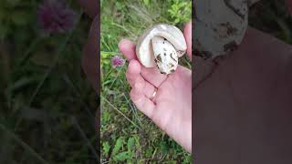 Сироїжка серед поля в квітах 🙀🍄🌲💪👍😉