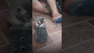 Smooth cat funny video #viral #babycat