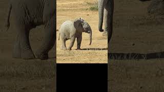 Baby Elephant #addo #elephantadventures