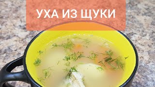 Уха за 30 минут. Простой и быстрый рецепт ухи из щуки.