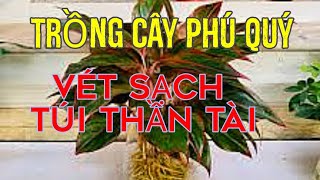 #27 CÓ MỘT CÂY NÀY Trước nhà, GIÀU NỨT VÁCH, Tài Lộc Đầy Nhà