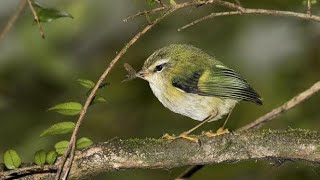 TailorBird || Cute Bird || Funny Bird Video || Most Beautiful Bird || Bird Trap Compilation 2020||