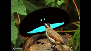 oiseau le plus rare paradisier superbe connu lors de sa parade nuptiale  nouvelle guinée