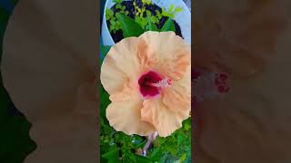 ****Hibiscus!!!!!!!****