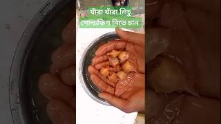 🐠 লিচু গোল্ডফিশ বিক্রি হবে🔥 Lichu goldfish baby ✅@MaserKhamar #youtubeshorts #viral