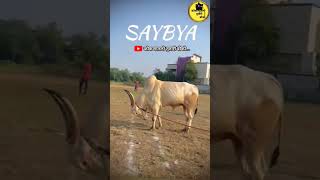 Bull Fight 👑SAYBYA❤️‍🔥❤️😍🤞🔥💯🔝 #6300 #बकासुर #1001 #mathur #मथुर#patil #viral #sonya5050#shortvideos