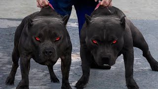 10 Scariest Dogs You Should Really Fear!