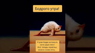 Утро… #рекомендации  #утёнок #доброеутро #топ #shorts #super #жизнь