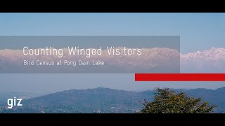 Counting Winged Visitors: Bird Census at Pong Dam