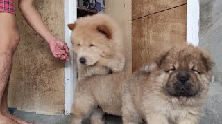 Chow Chow