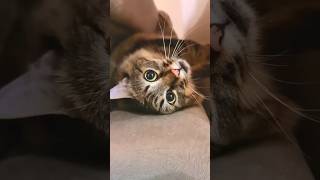 Cat Playing Video | Cute Cat | Meawo  #shorts #ytshorts #shortsfeed