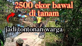 Rekor !!mancing Bawal 2500 ekor