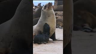 #shorts..#nature..#seal..#YouTube..