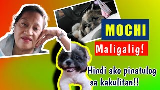 Maligalig ll 2nd Day Yaya for Doggie Mochi ll Lakwatsa to the Max