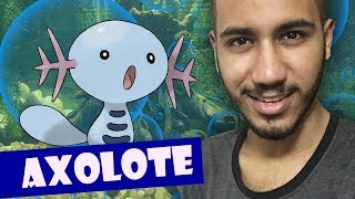 Alimentando meus AXOLOTES (Axolotl)