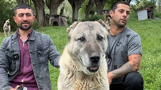 20 YABANCI KÖPEĞİN İÇİNDE KENDİNİ BOZMAYAN KANGAL KILIÇ @suleymangunespoyraztimi8032