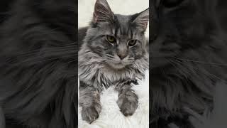 5 Fun facts about Maine Coons!