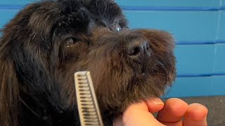 Grooming a clever Havanese