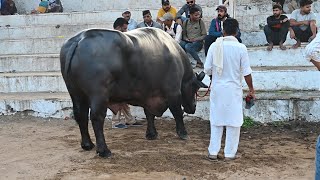 काली भैंस का वीडियो || Kaali Bhens ka Video || Black murrah Buffalo Video in Pushkar Fair 2023