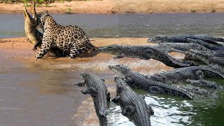 Crocodile is King Swamp! Cheetah Surrender Because The Crocodile Power is too Great - Lion vs Hyenas