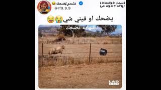 يضحك او فيني شي 😂🐏