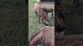 Zoo Poland #animals #animallover #animal #2023 #poland #shorts #shortvideo #shortsvideo #zoo #2024