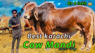 Best Karachi Cow Mandi Vlog 2023 | Zaid Chulbula |