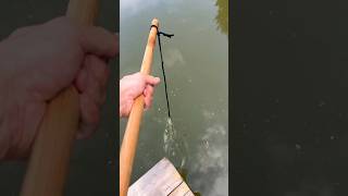 Hrouzek obecný #fishing #fish #fishingvideo #fishinglife #fishvideo