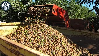 US Farmers Harvest 4.0 Billion Pounds of Walnuts This Way | Food Processing Equipment