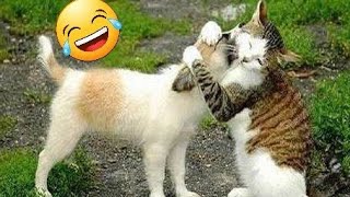 Cat's and Dogs amazing reaction video