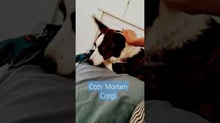 Morten Corgi has a lazy day