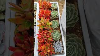 Satisfying Succulent Diy #28