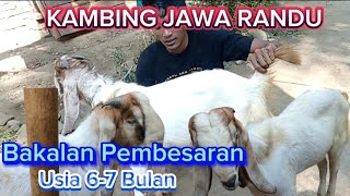 RIVEW KAMBING BAKALAN JANTAN USIA6-7 BLAN CALON SUPER#kambingjawarandu #peternakmuda #peternakpemula