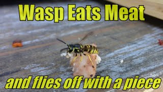 Wasp Eats Meat