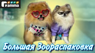 Распаковка зоотоваров | лежанки, игрушки, переноски для собак и кошек 🐾 Gamma