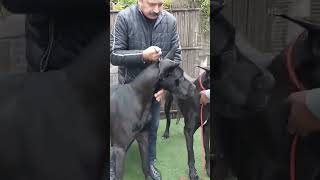 This Great Dane is Bigger than it's owner || Dangerous Great dane #india