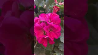 Geraniums thriving in Nevada desert #geraniums #nevada #laughlin #windchimes #888hz