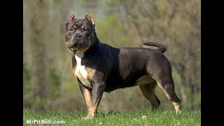 15 Nombres Para Perros Fuertes (Pitbulls,Bull Terriers,Amstaff, ETC) | Razas Fuertes Colombia