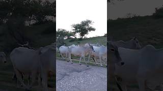 Beautiful Cows #ytshorts #cows #thar #animals #shorts