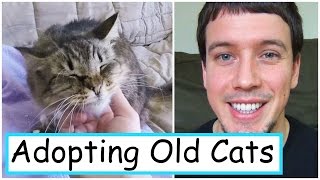 7 Reasons Old Cats Make Great Pets!