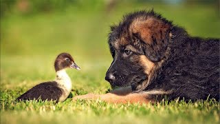 Duck Day Delight: Morning Stream with Ducks, Dogs, and More! 🦆🐶🐔❤️