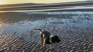 Walking on the beach at West Kirby with Stella