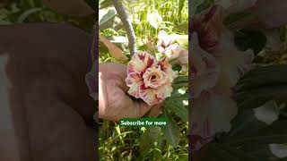 Beautiful Colours of Adenium Flowers ❤️🤩🌷⚘️ #flowers #flowersofinstagram