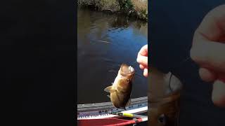 Even the LITTLE Ones are FUN! #bassfishing #outdoors #shorts #youtube #subscribe  #fishing #nature