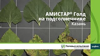 АМИСТАР Голд на подсолнечнике, Казань