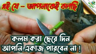 এই যে আপনাকেই বলছি আজ থেকে কলম করা ছেরে দিন,আপনি একাজ পারবেন না || কলম শুকায়ে যায় / graft failure