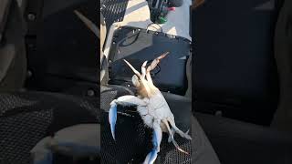 Close call with a blue crab!