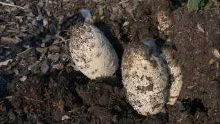 Cody Finds and Eats Wild Shaggy Ink Cap Mushrooms